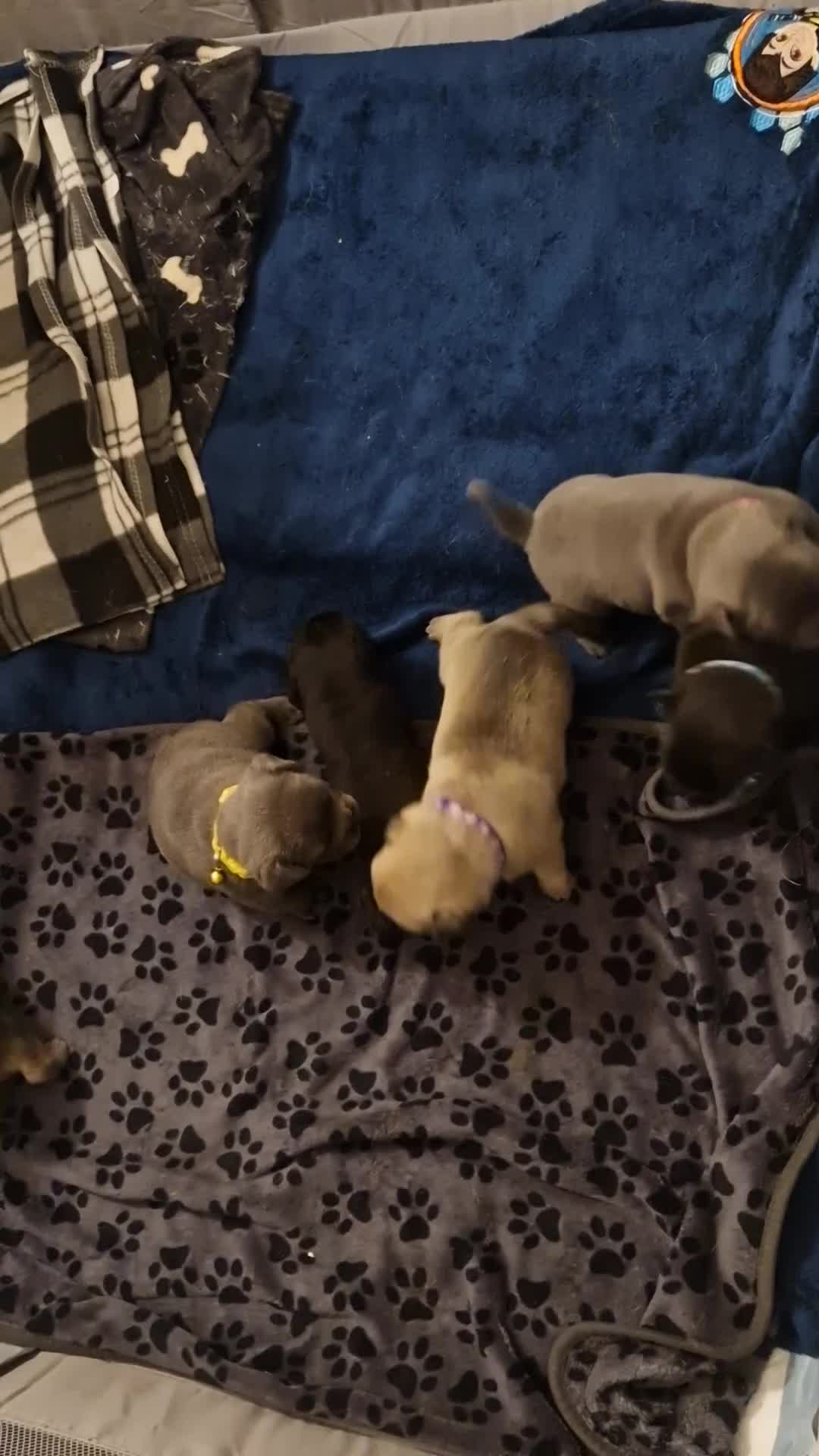 Frug dogs for sale: 6 beautiful frug puppies.  - Video 2