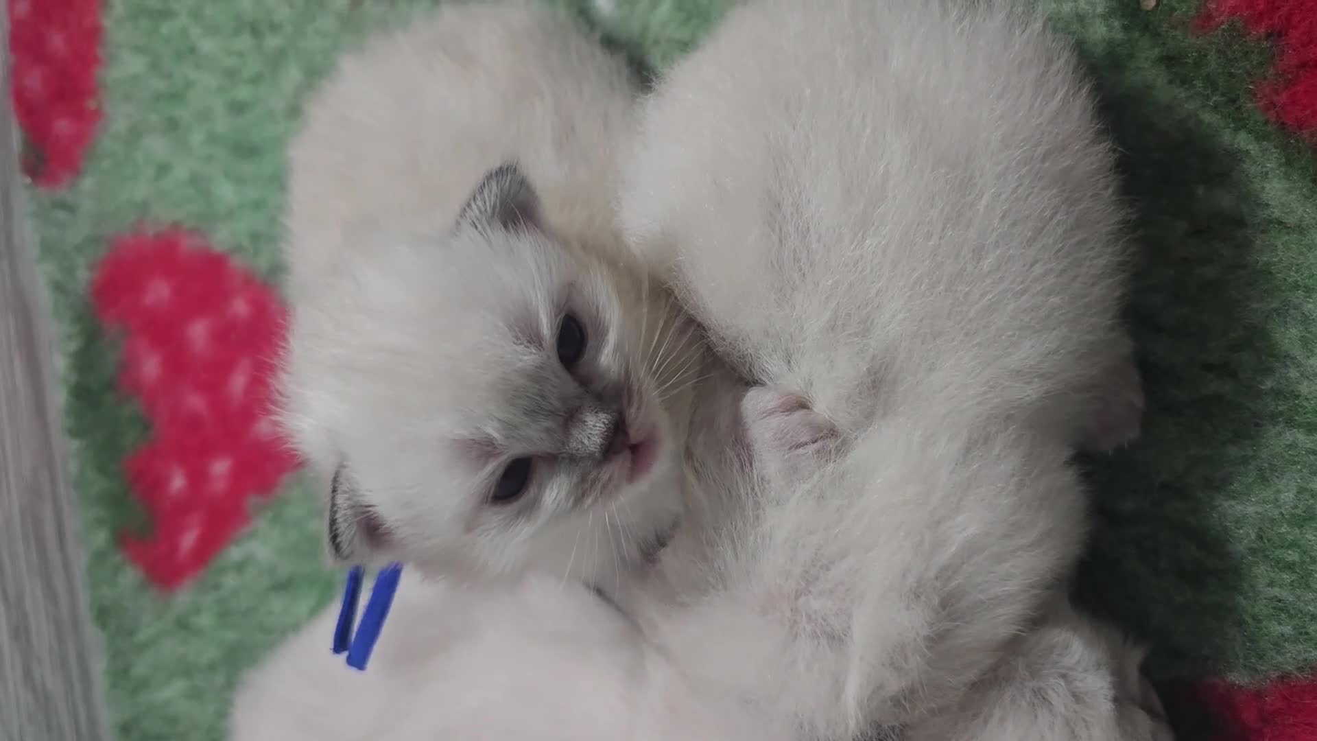 Ragdoll cats for sale: 🐾 TICA Beautiful Ragdoll Kittens - 2 Boys 🐾 - Video 3