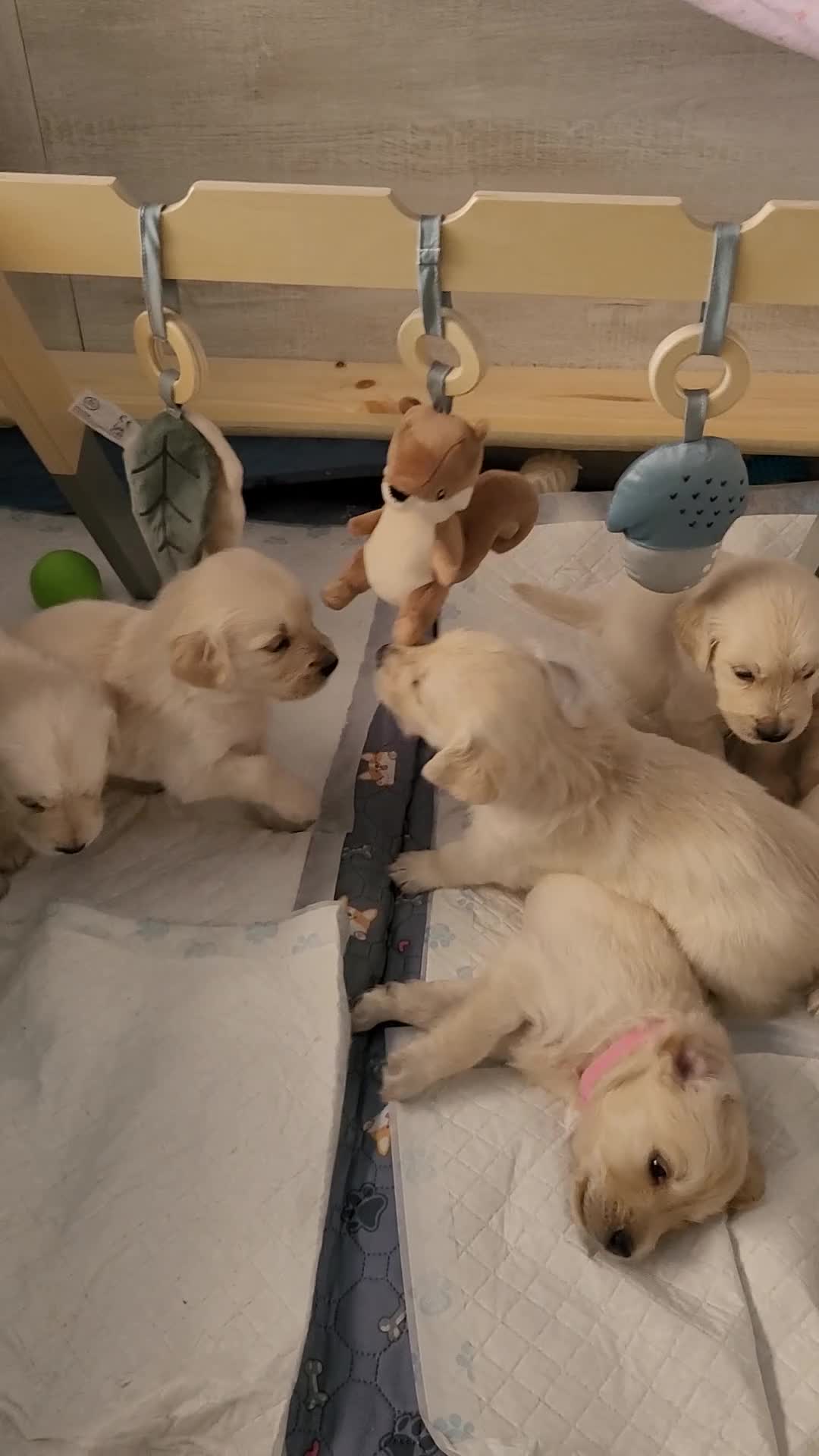 Golden Retriever dogs for sale: Stunning Golden Retriever puppies  - Video 2