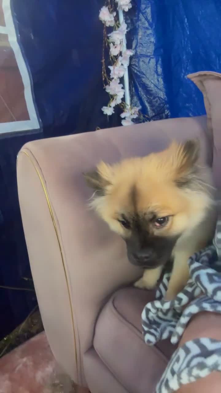 Mixed Breed dogs for sale: Marley moo - Video 1