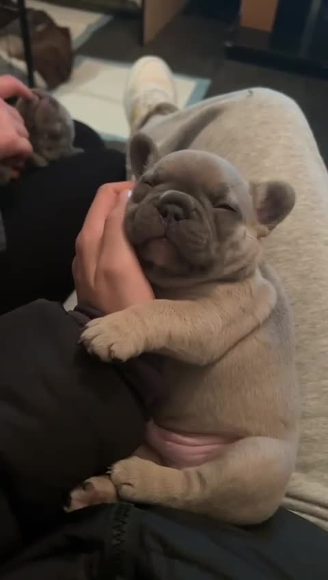 French Bulldog dogs for sale: French bulldog puppies - Video 1