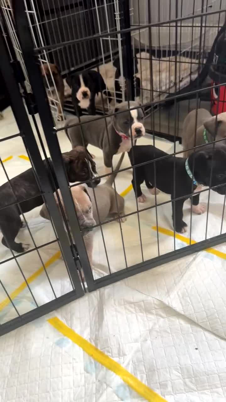 Mixed Breed dogs for sale: Staffy X Cane Corso Puppies - Video 3