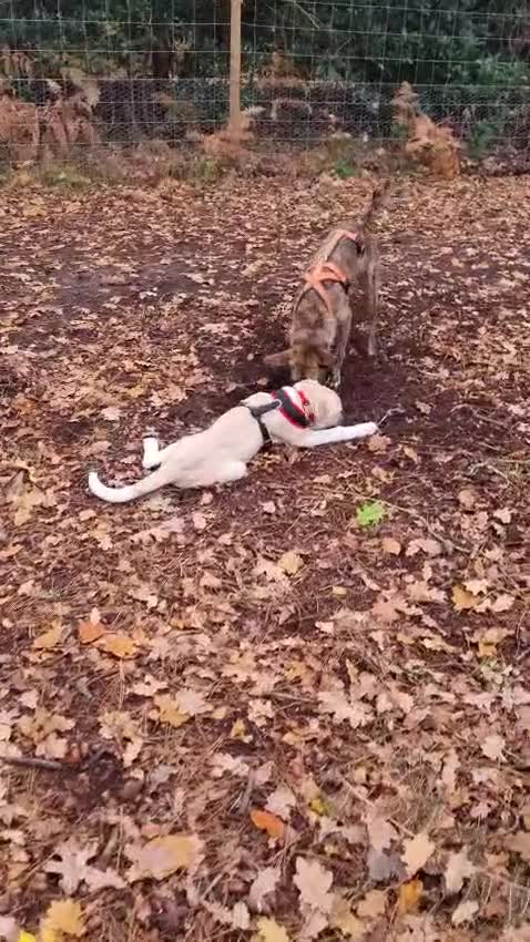 Mixed Breed dogs for adoption: Dill the dog - Video 2