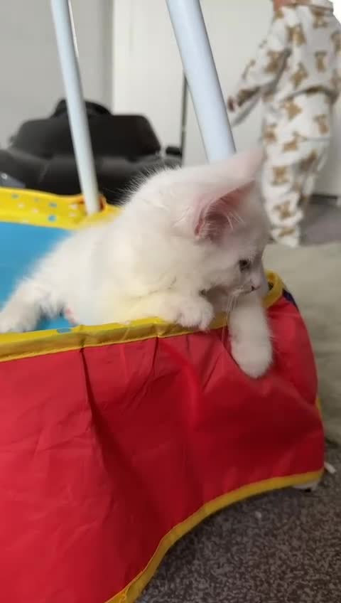 Turkish Angora cats for sale: Turkish Angora Last Girl Left in Leicester - Video 3