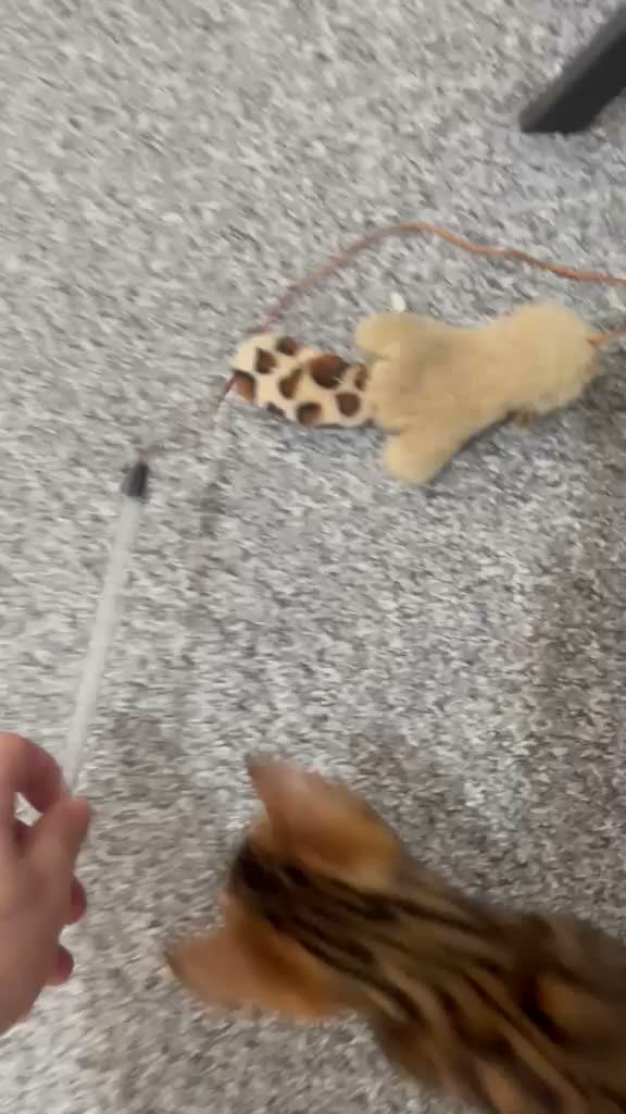 Bengal cats for sale: Stunning Bengal Male Kitten - Very Friendly - Video 1