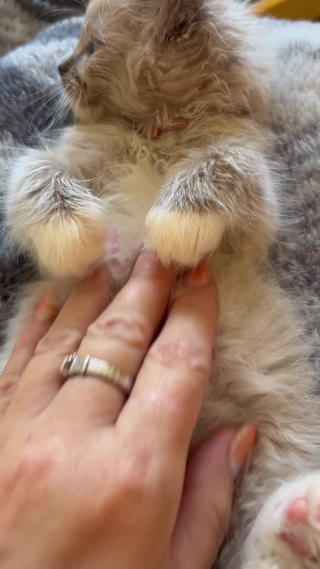 Ragdoll cats for sale: 😻 STUNNING MINK RAGDOLL KITTENS 😻 - Video 1