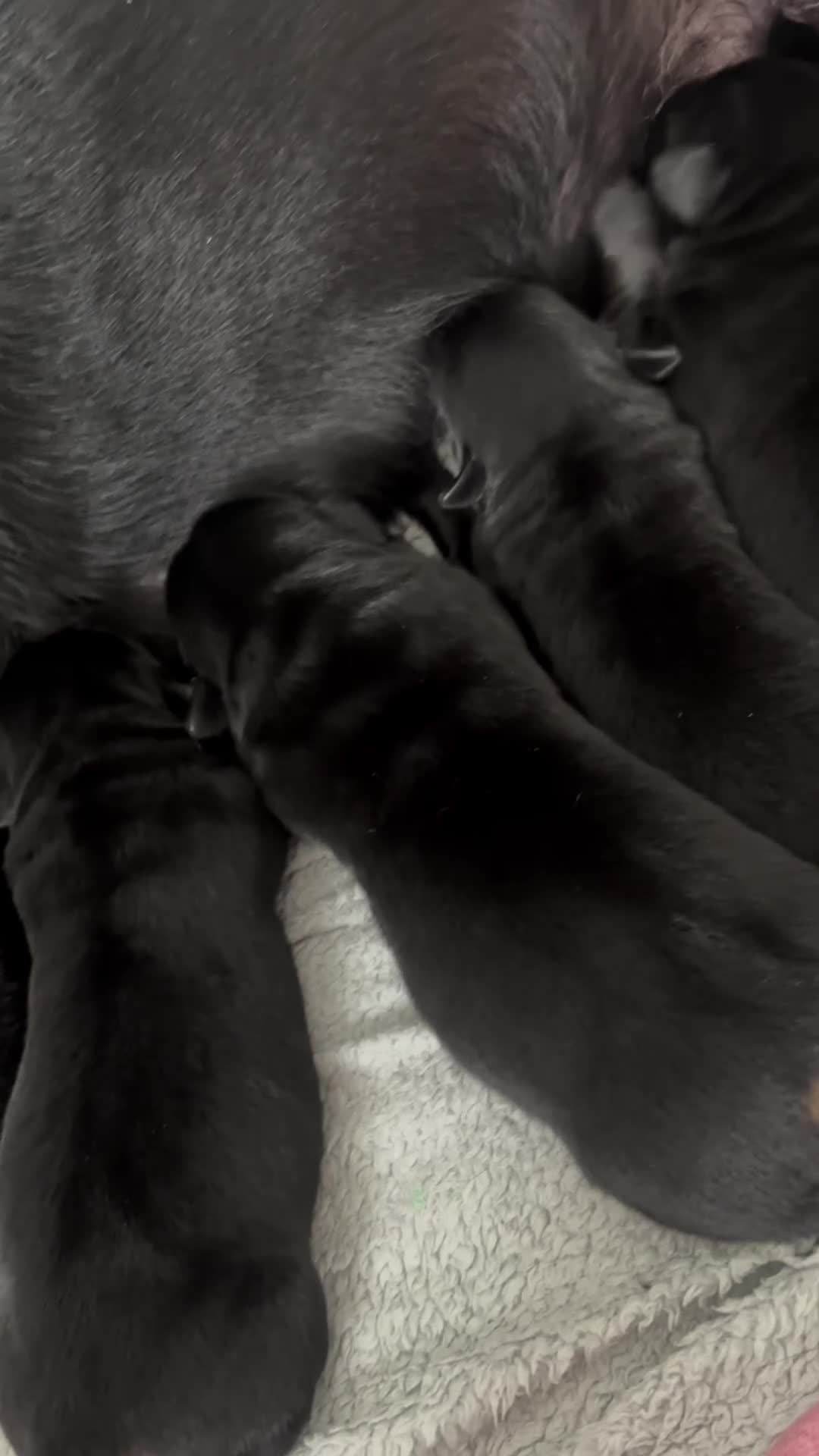 Mixed Breed dogs for sale: Maliweiler  - Video 1