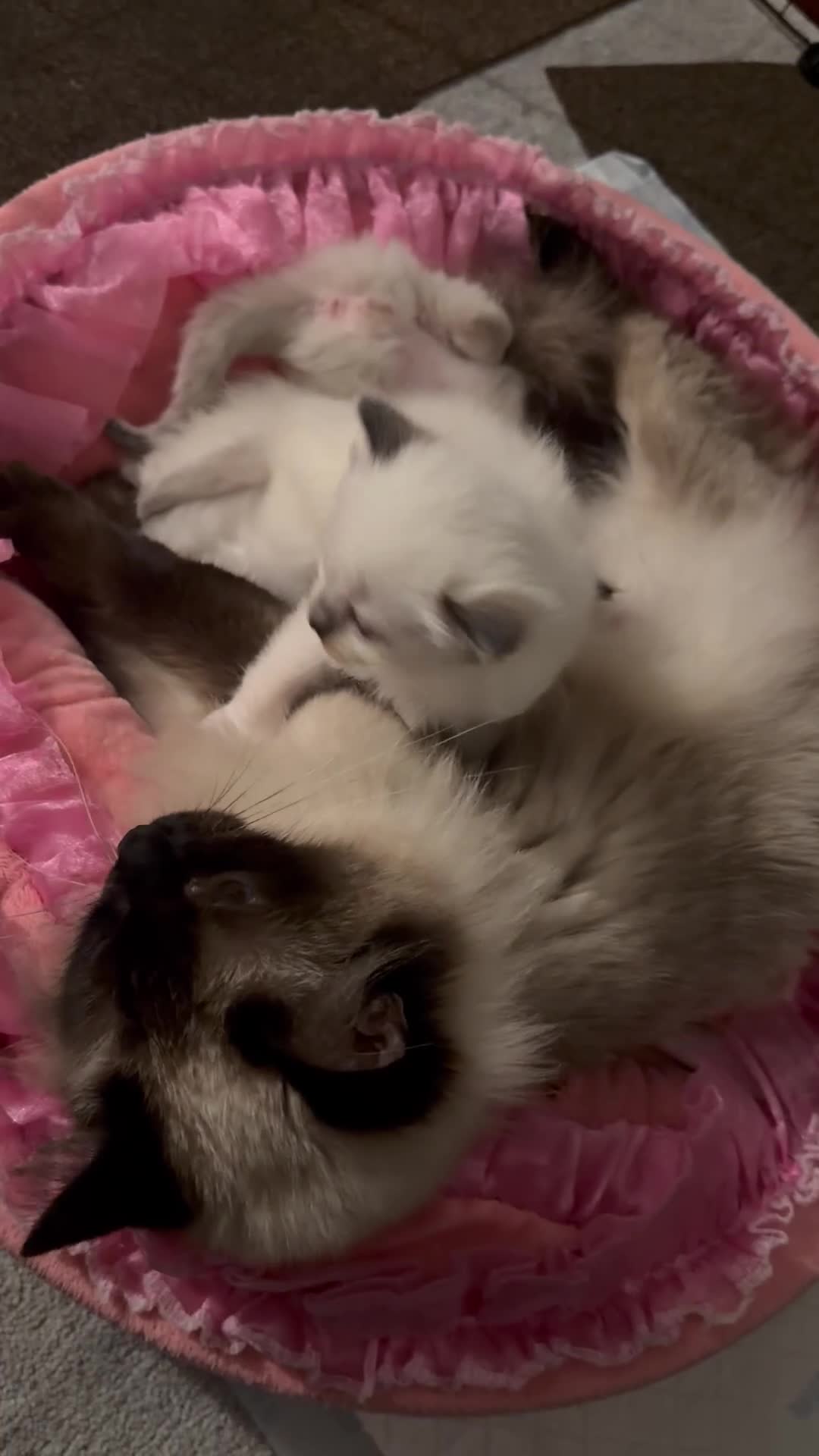 Ragdoll cats for sale: 🤍3 Exceptional Stunning Ragdoll kittens 🤍 - Video 1