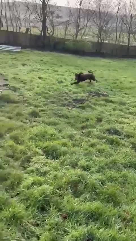 Cocker Spaniel dogs for sale:  🆓male cocker spaniel  - Video 1