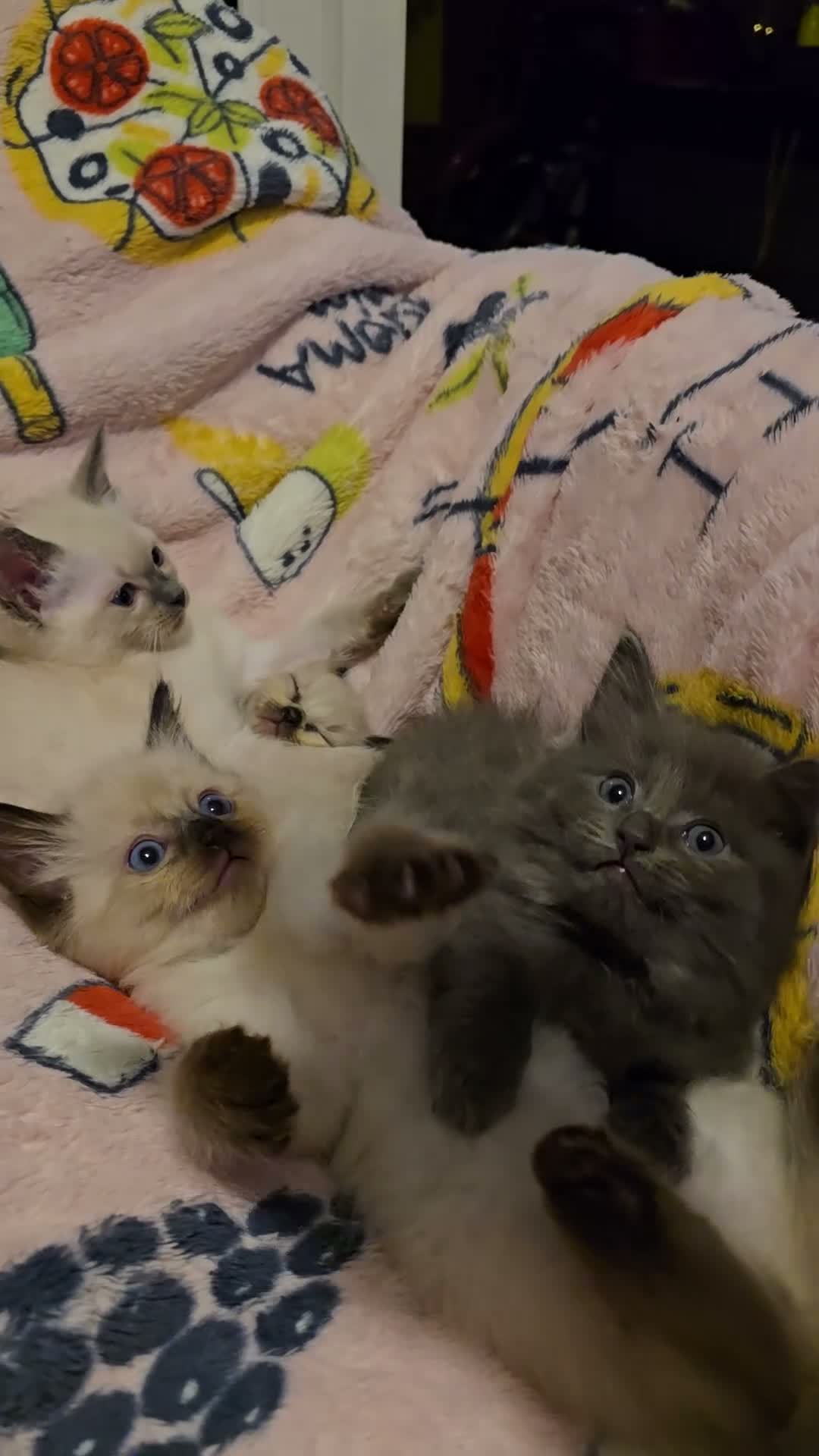 Ragdoll cats for sale: Gorgeous half ragdolls - Video 1