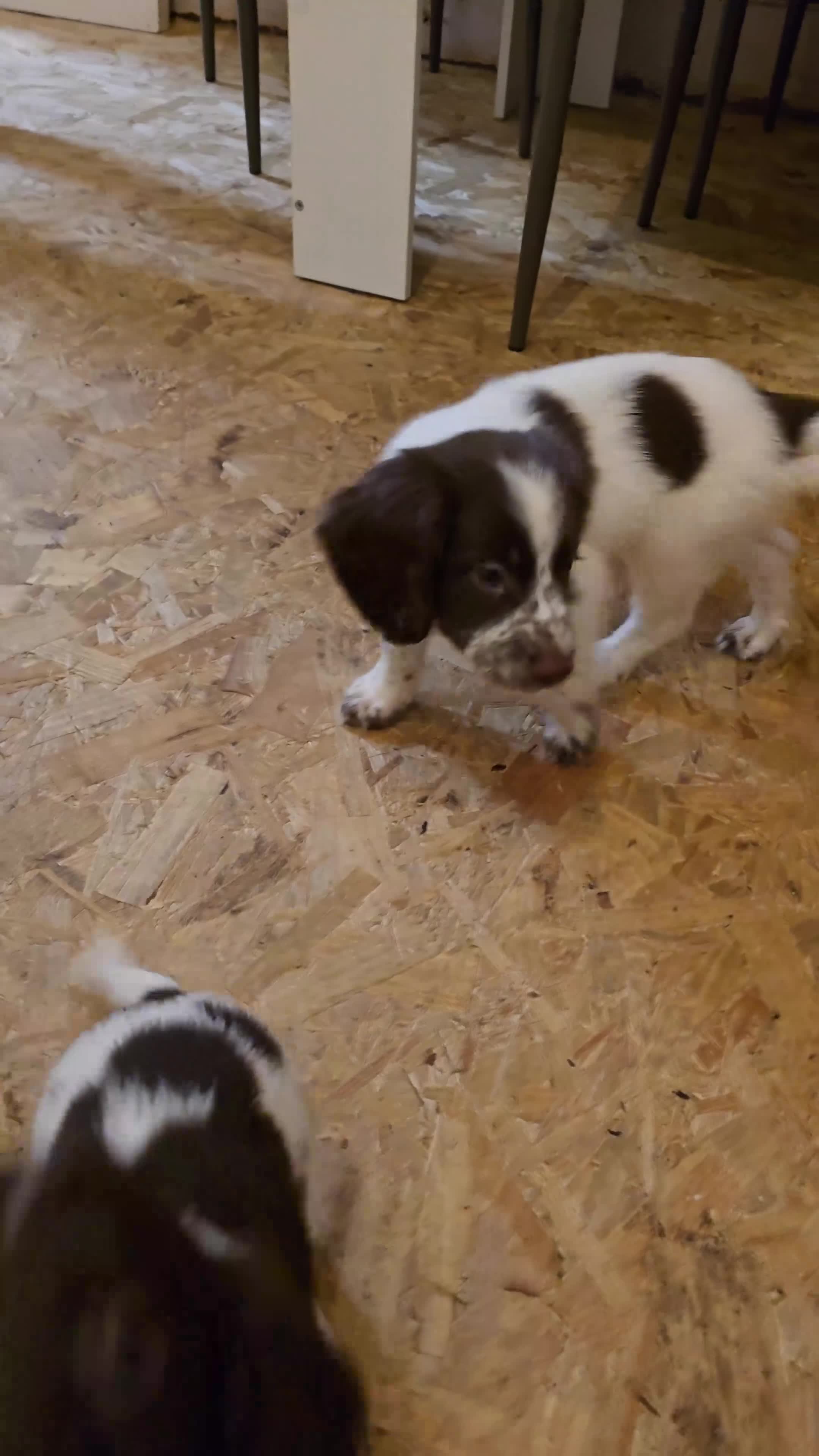 English Springer Spaniel dogs for sale: English Springer Spaniel Puppies  - Video 2