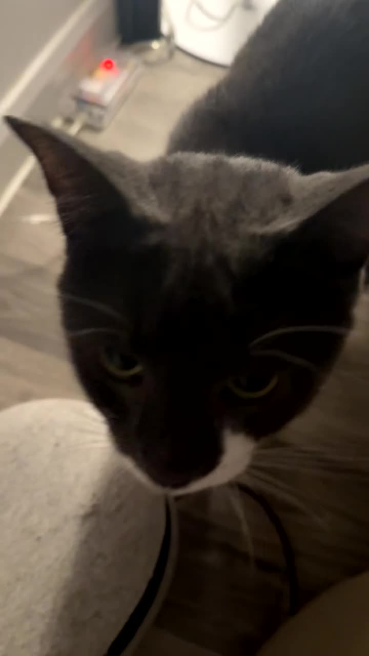 Domestic Shorthair cats for sale: Looking for a forever home for Mico🤍 - Video 4