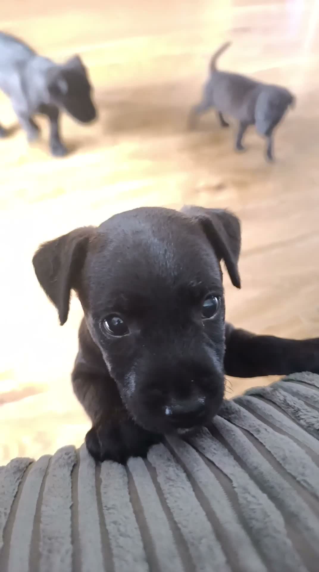 Patterdale Terrier dogs for sale: 3 stunning patterdales ready for new homes - Video 3