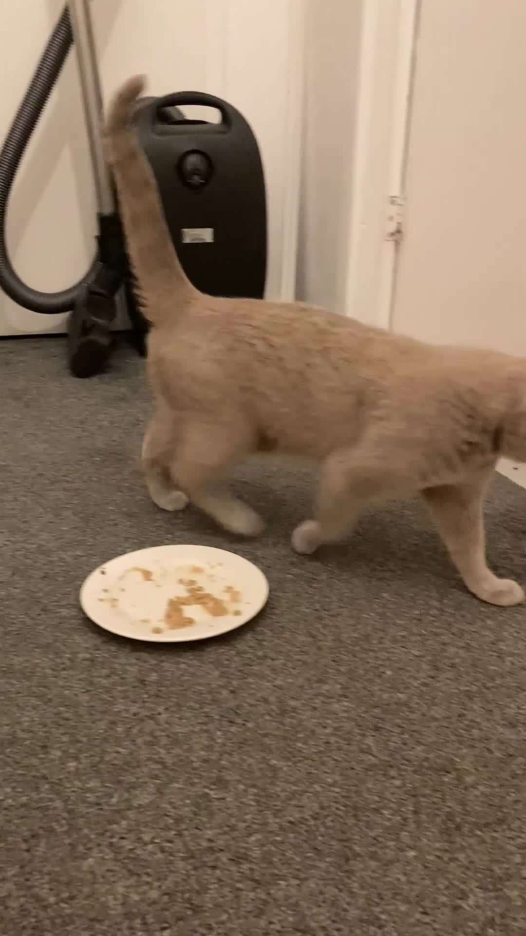 British Shorthair cats for sale: Lilac British Shorthair Active Female 3 years old - Video 1