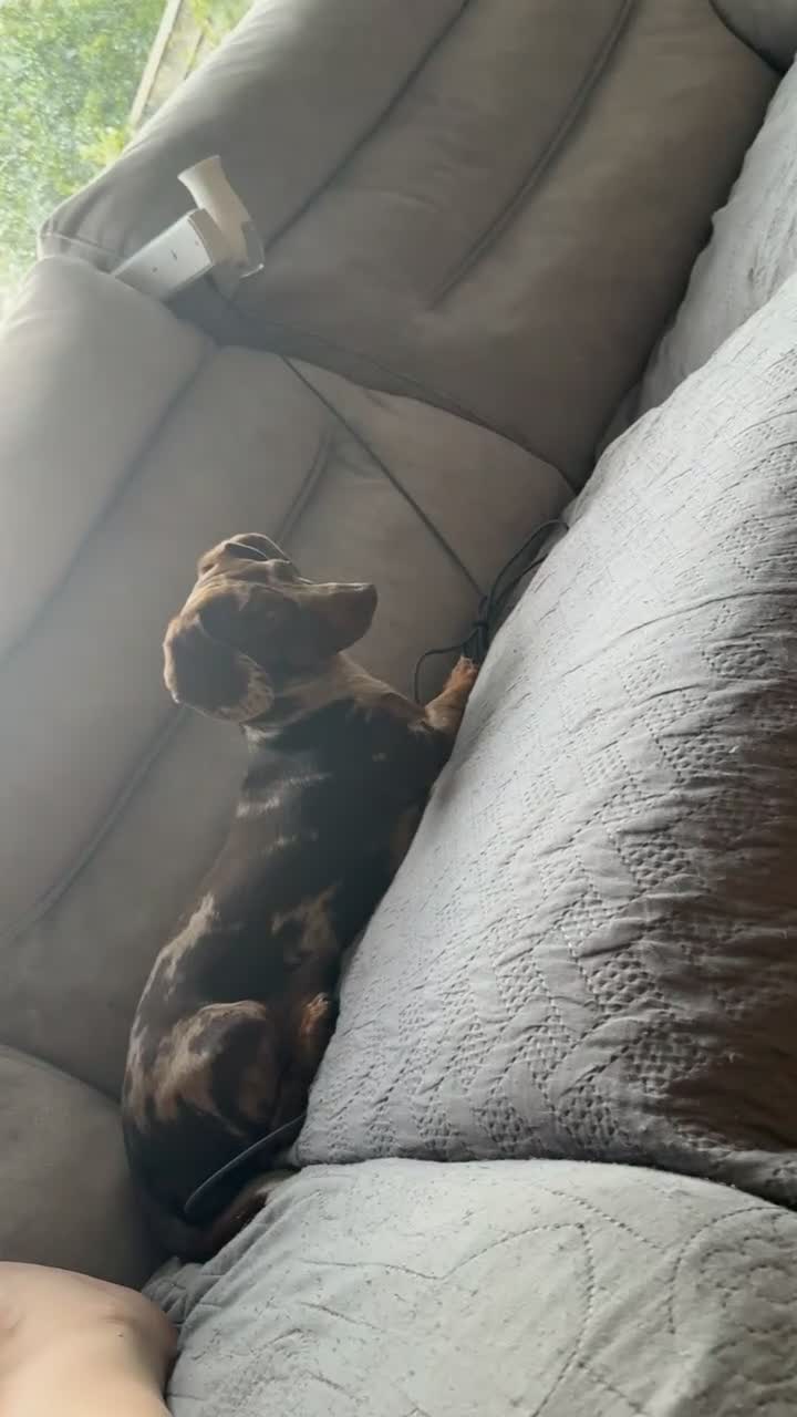 Dachshund dogs for stud: Stud  in Edenbridge - Video 1