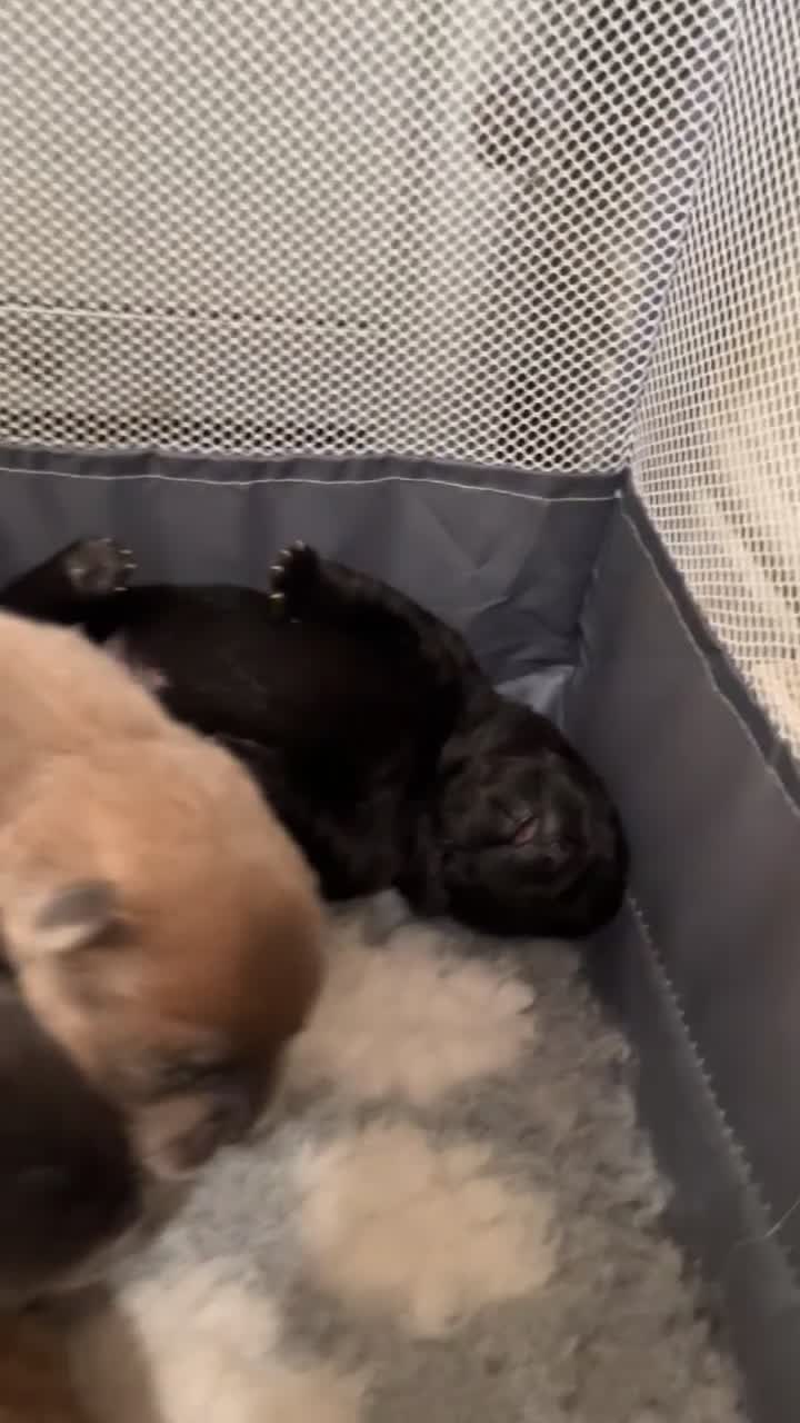 Chow Chow dogs for sale: 5 Beautiful Multi Coloured Chow Chows 💙🩷 in Shipley - Video 1
