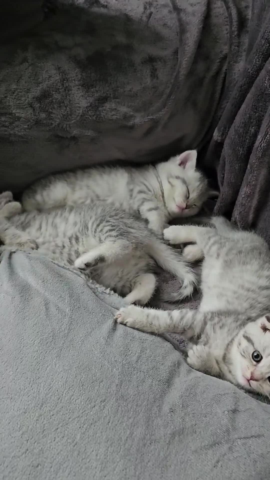 Scottish Fold cats for sale: Adorable Scottish fold silver kittens  - Video 1