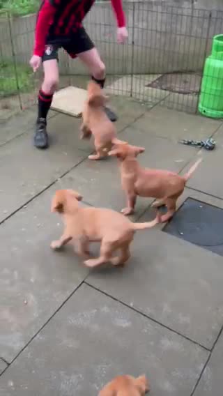 Labrador Retriever dogs for stud: Proven KC Fox Red Labrador - Fully Health Tested in Swindon - Video 2