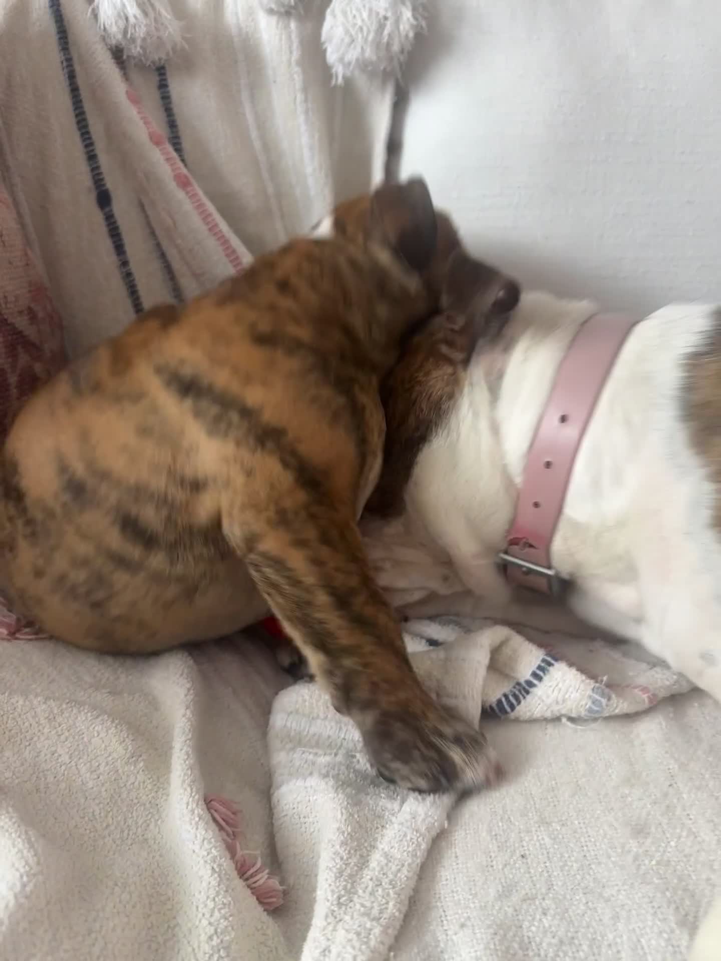 English Bulldog dogs for sale: 🩶🤎Beautiful brindle KC reg bulldog READY NOW🤎🩶 in Rochford - Video 1