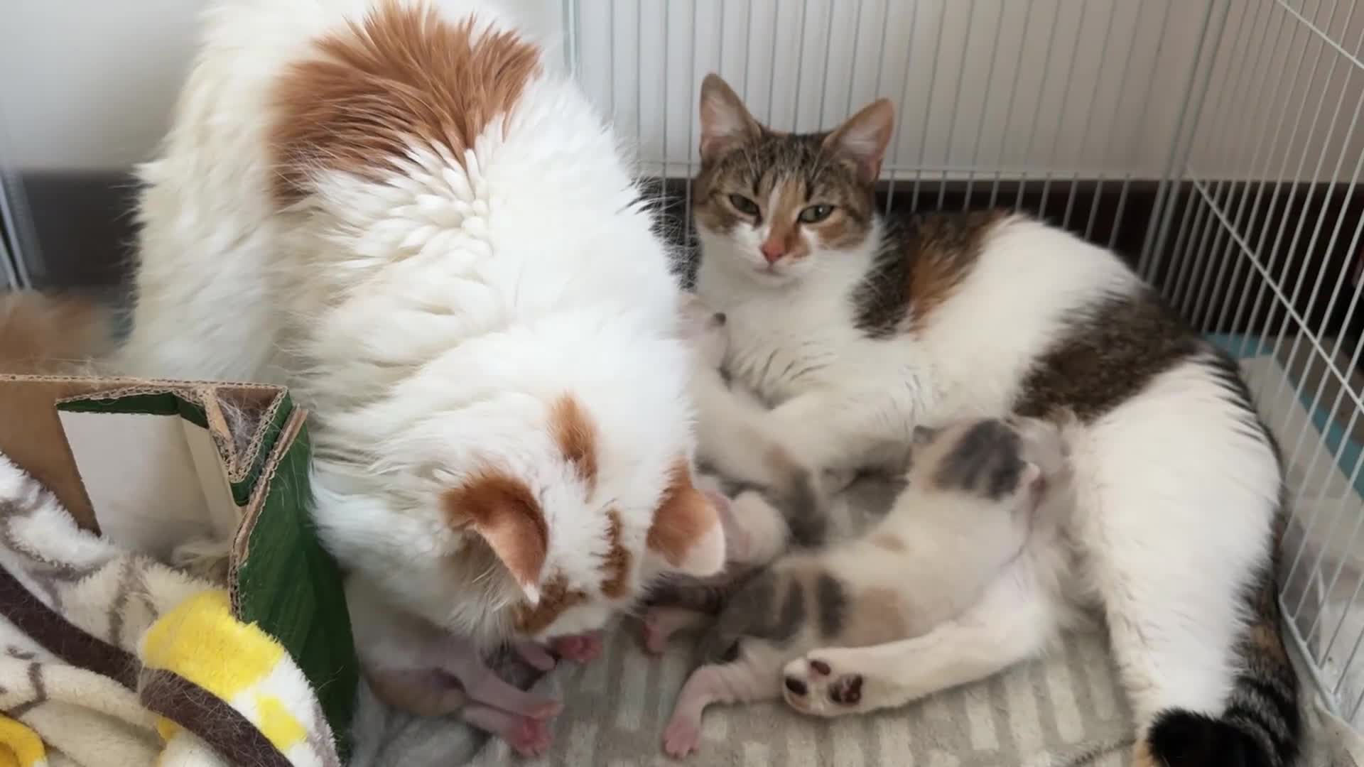 Turkish Van cats for sale: Lovely Turkish Van x Angora Kittens in Feltham - Video 1