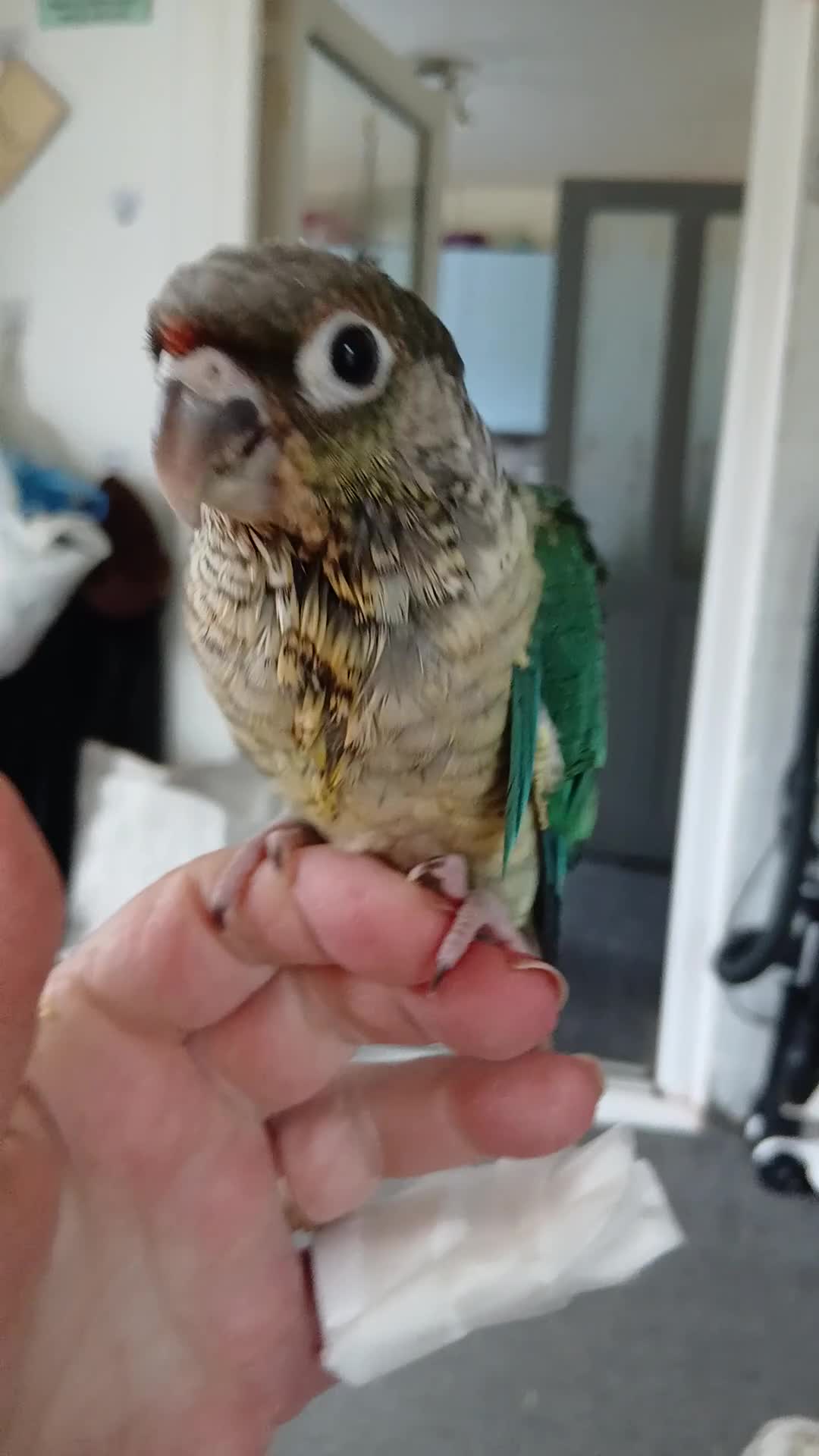 Conures birds for sale: Conure in Clacton-on-Sea - Video 1