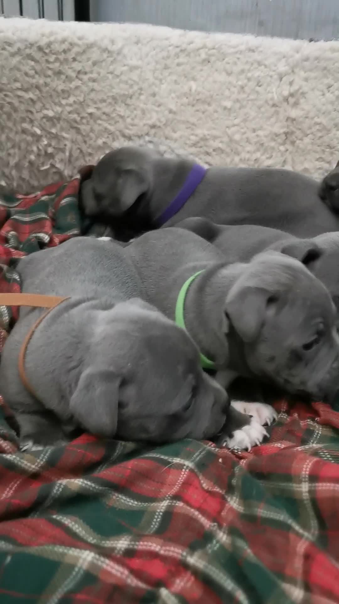 Staffordshire Bull Terrier dogs for sale: Staffordshire Bull Terrier puppies for sale  - Video 1