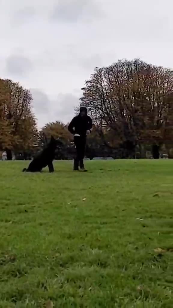 German Shepherd dogs for stud: DDR German shepherd Czech line  kc registered in Hull - Video 2