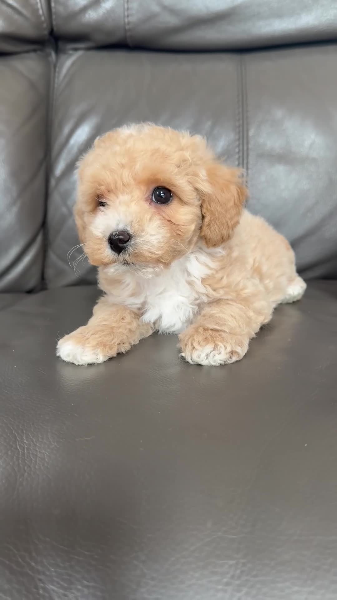 Maltipoo dogs for sale: Teddy Maltipoo Puppies ready now  - Video 2