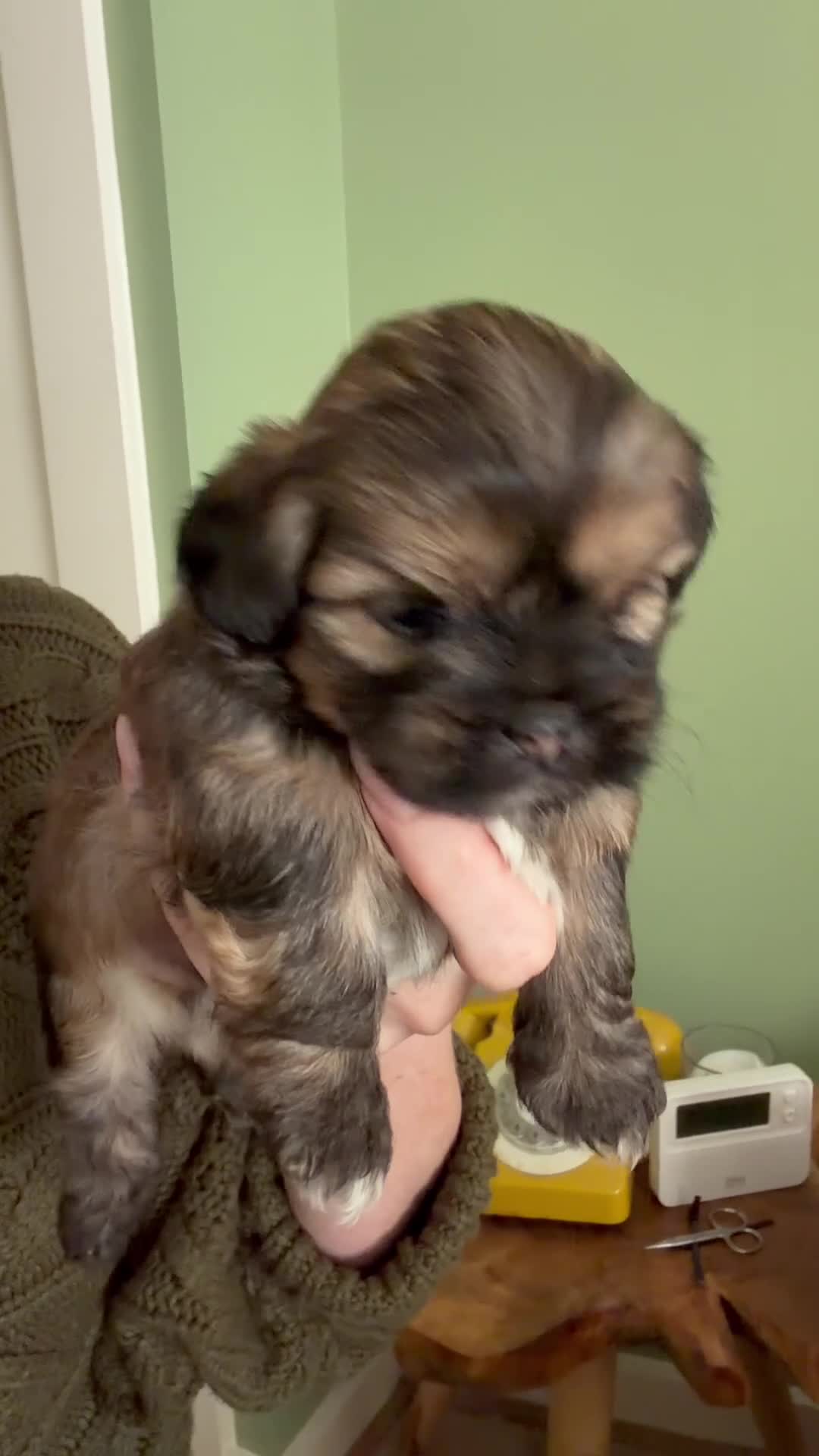 Shorkie dogs for sale: 3 Shorkie puppies  - Video 2