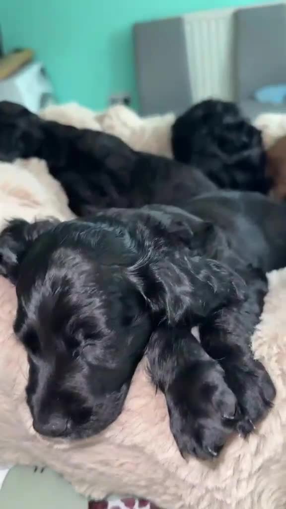 Cockapoo dogs for sale: 5 Gorgeous F2 cockapoos  - Video 5