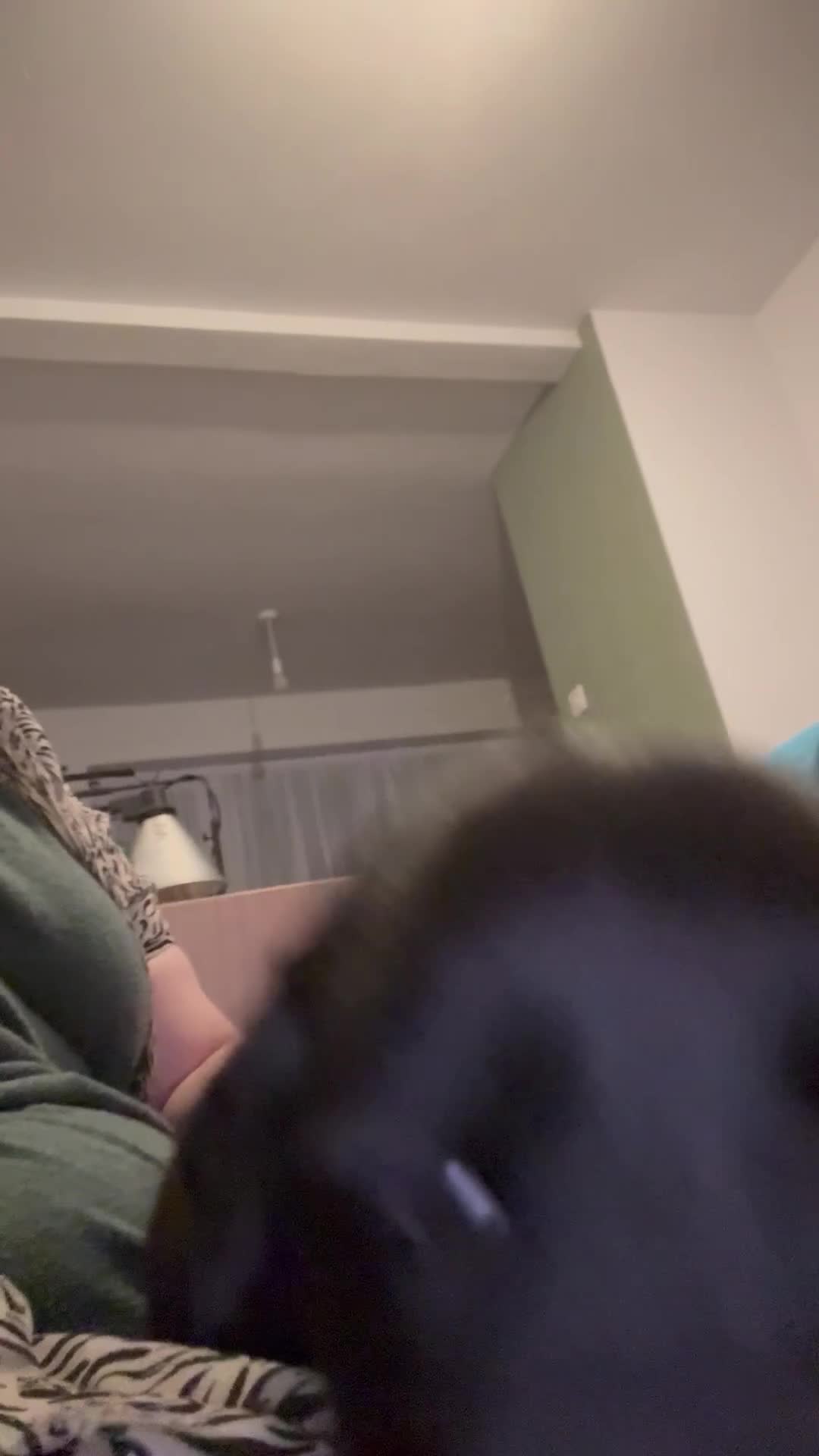 Newfoundland dogs for sale: Pure Newfoundland Puppies - Video 5