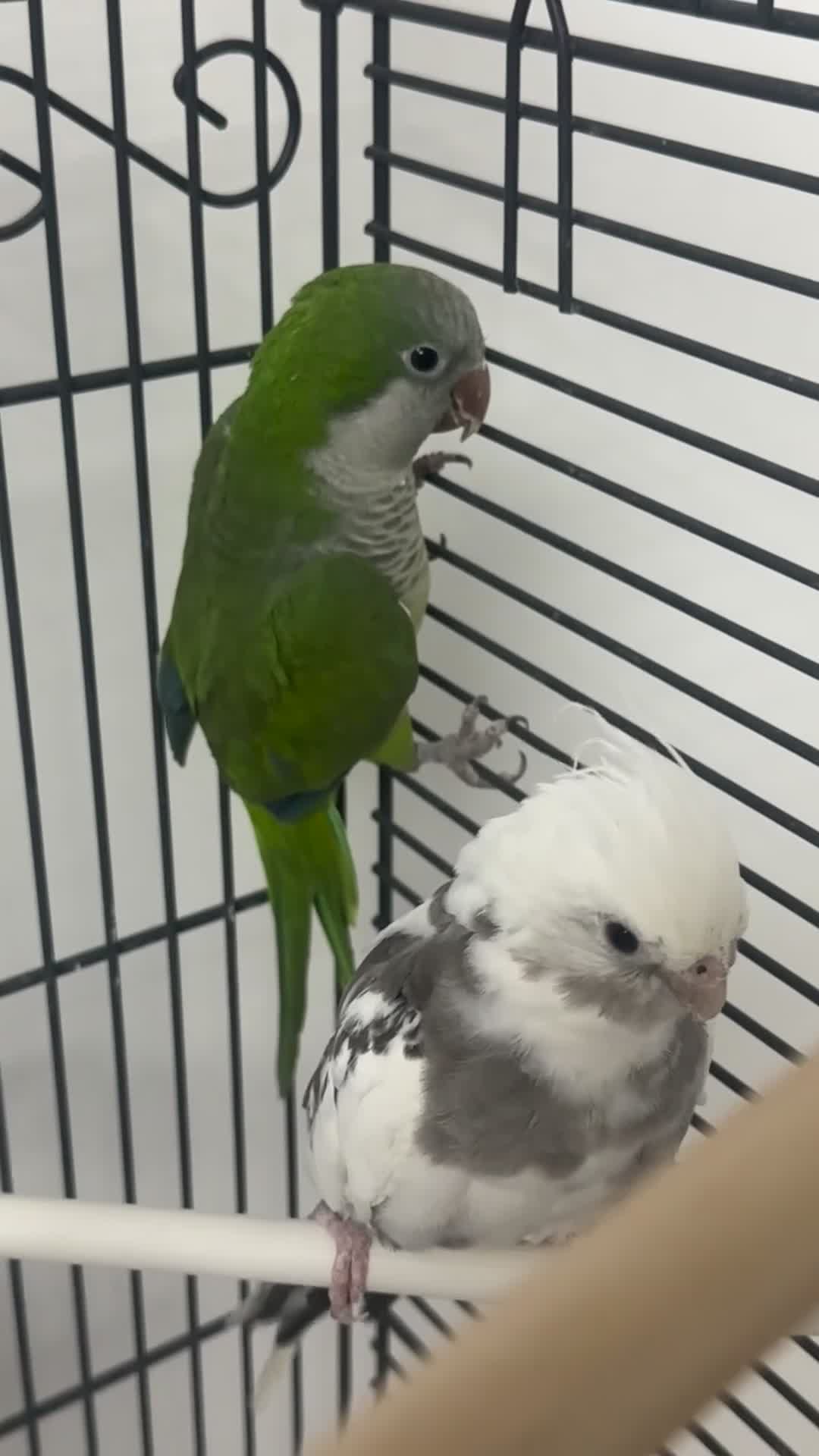 Cockatiels birds for sale: white cockatiel, Green Quaker with cage and toys - Video 1