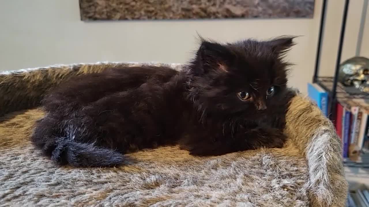 British Longhair cats for sale: British Longhair Kittens - Video 2
