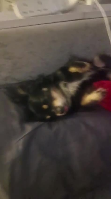 Chihuahua dogs for sale: Beautiful long and short haired chihuahua puppys - Video 2