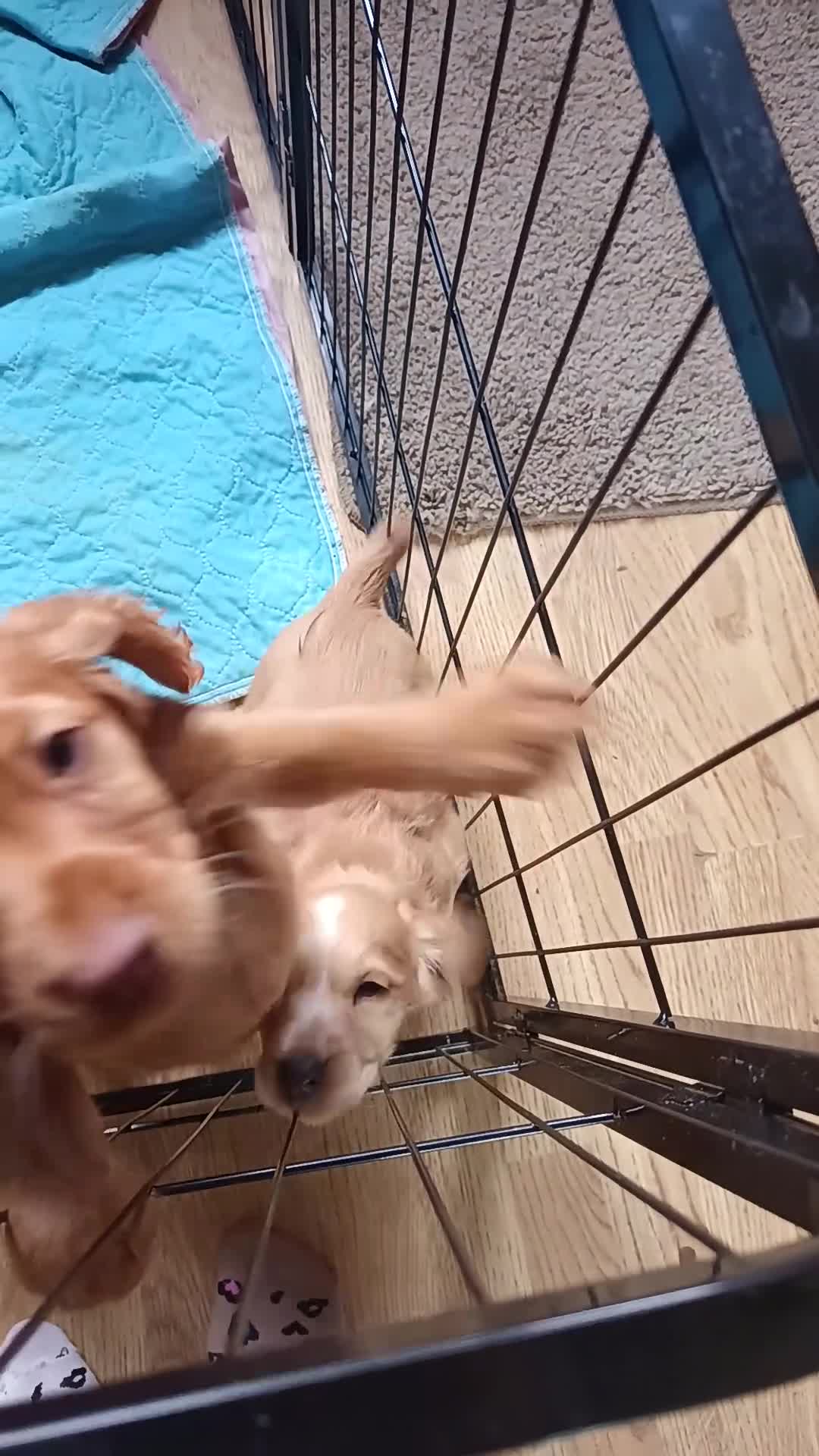 Cocker Spaniel dogs for stud: KC REGISTERED WORKING COCKER SPANIEL FOR STUD - Video 1
