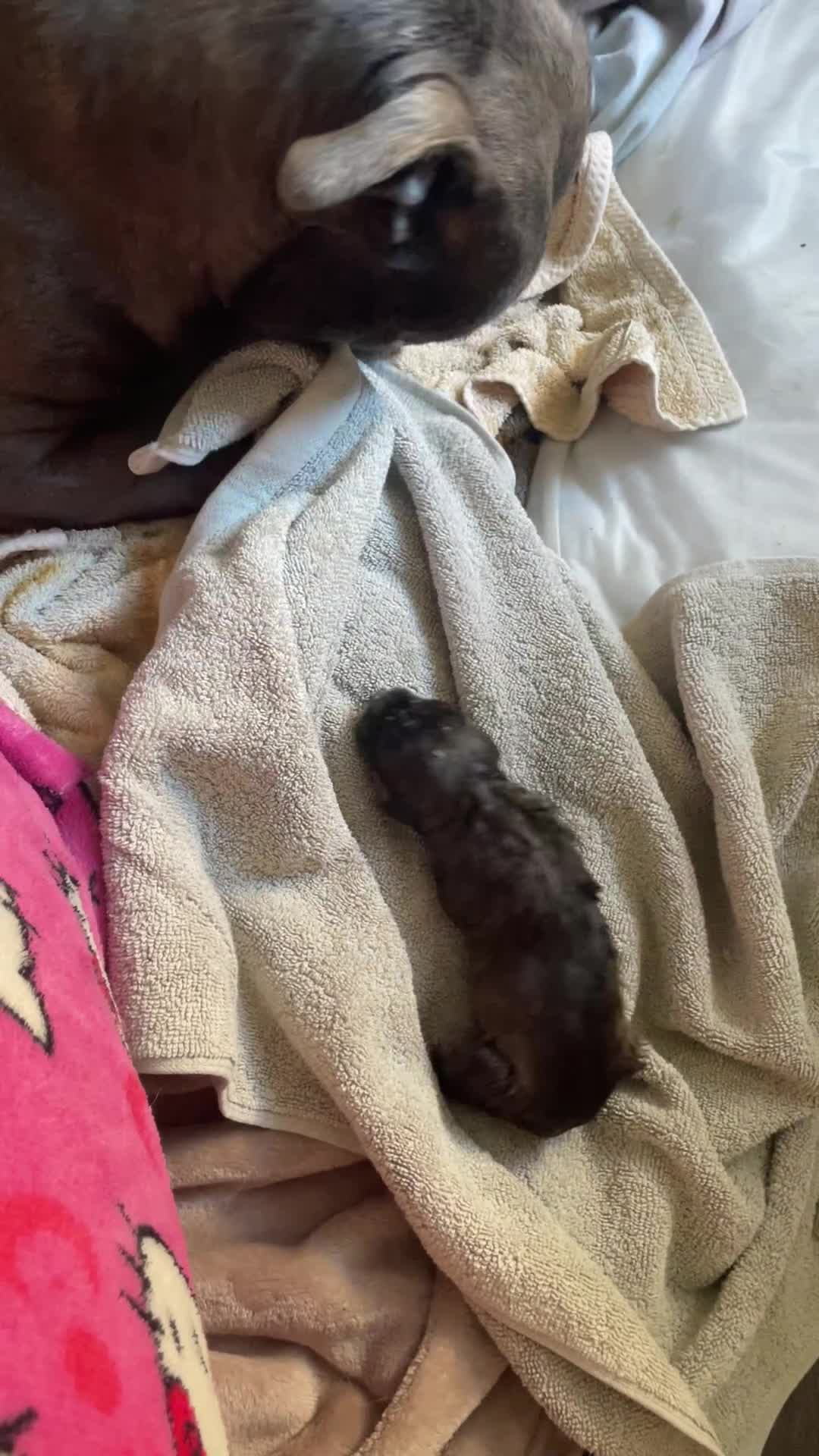 Mixed Breed dogs for sale: 2 Beautiful Female Blue Staffy x Shepski  in Felixstowe - Video 2