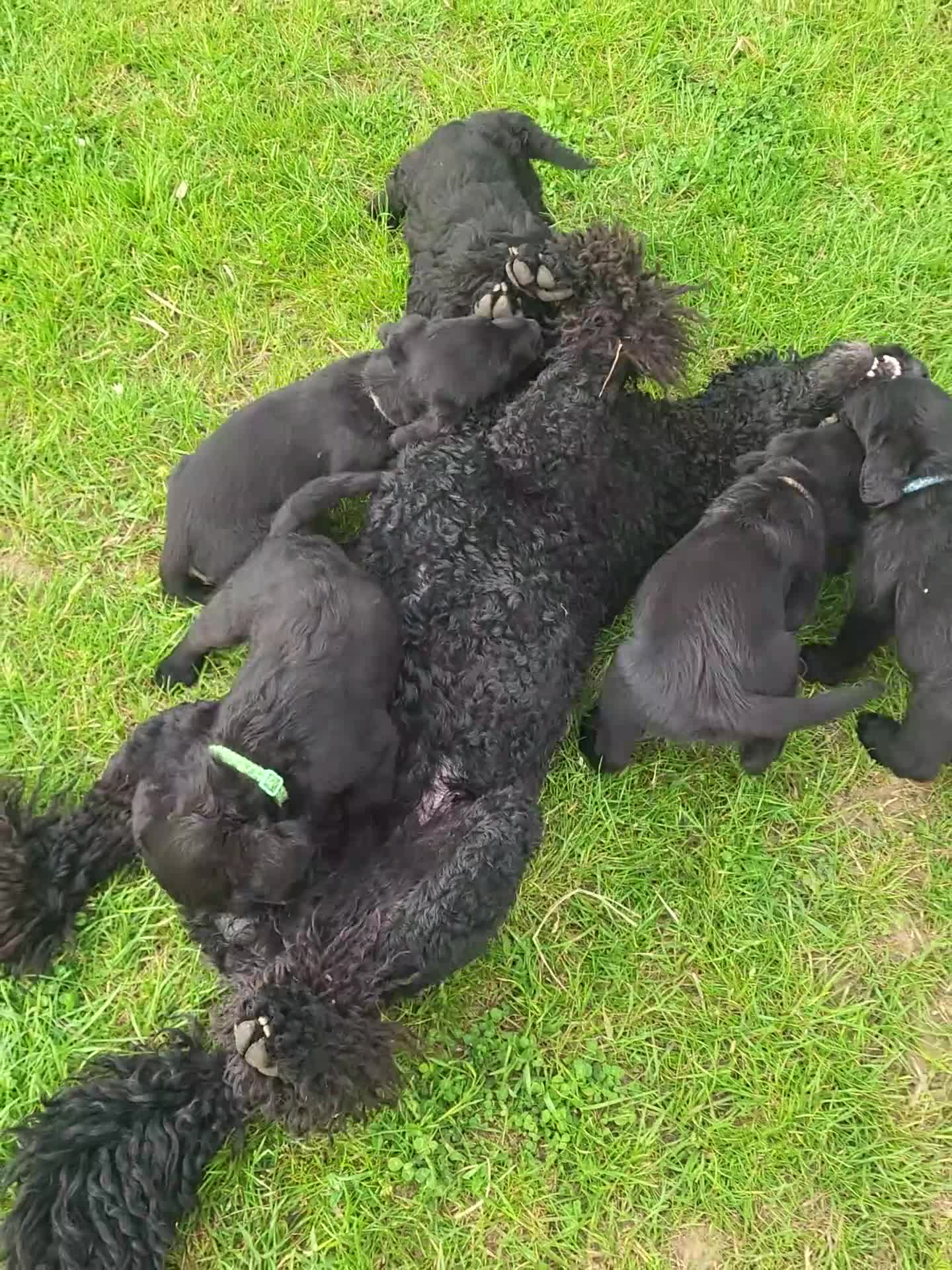 Labradoodle dogs for sale: Stunning Standard labradoodles f1   - Video 1
