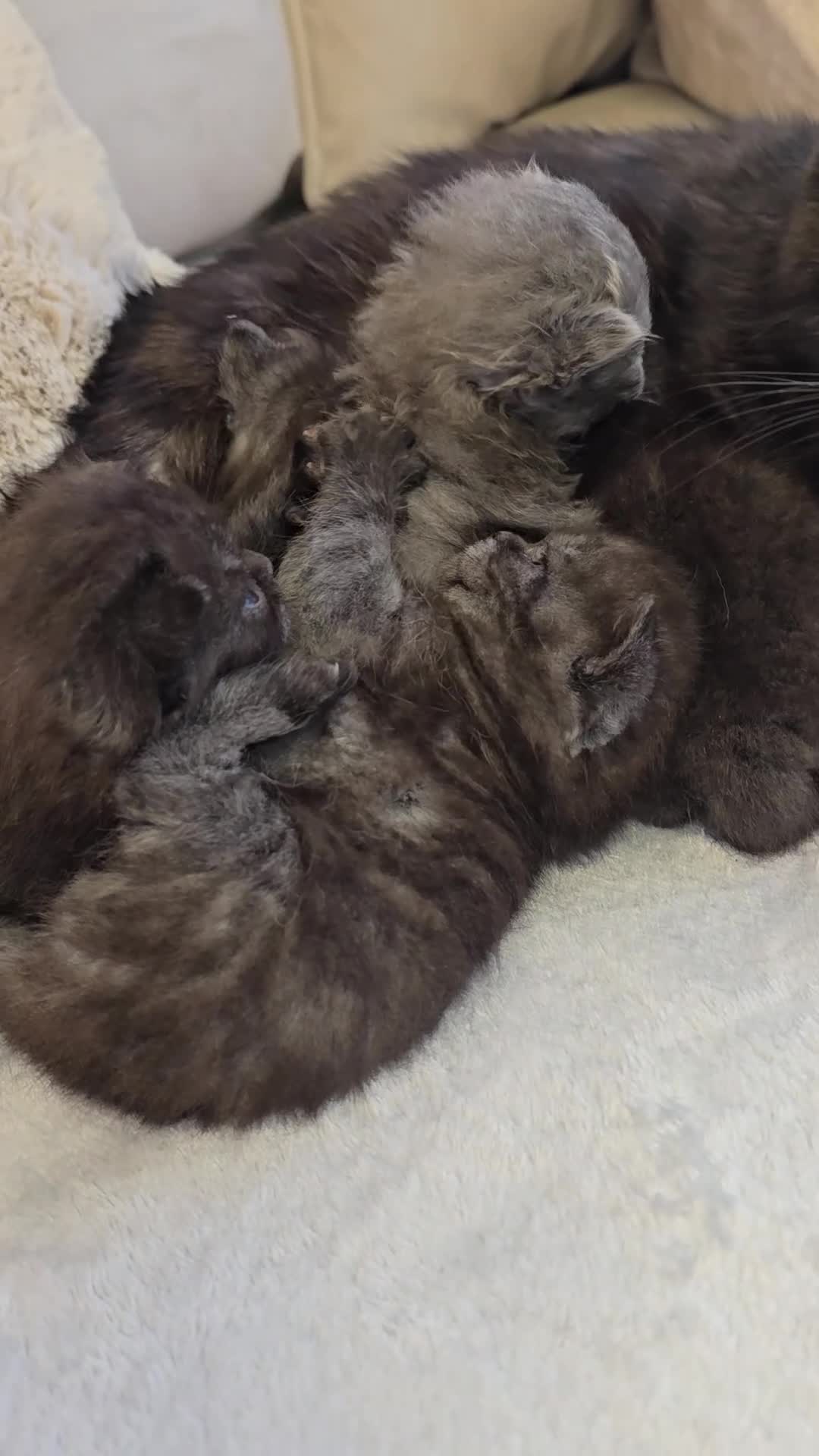 British Shorthair cats for sale: Black smoke british shorthair and 1 blue longhair - Video 2