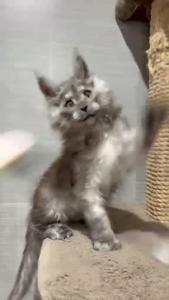 Maine Coon cats for sale: TICA REGISTERED Maine coon kitten ready now - Video 1
