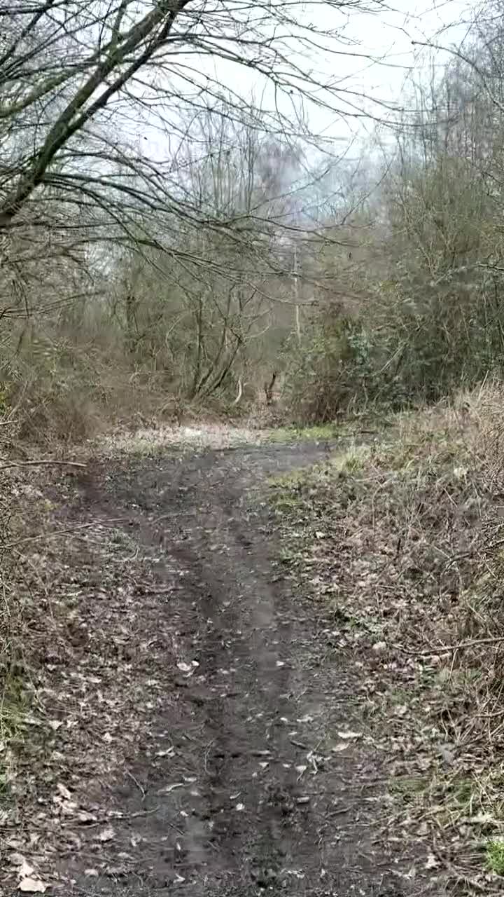 Belgian Shepherd Dog dogs for sale:  7-Month Malinois – Trained Security Prospect - Video 2