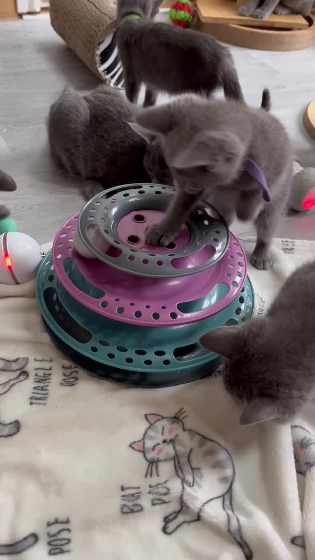 Russian Blue cats for sale: 🥇GCCF AWARD WINNING RUSSIAN BLUES M&F 16 & 9 WKS - Video 4