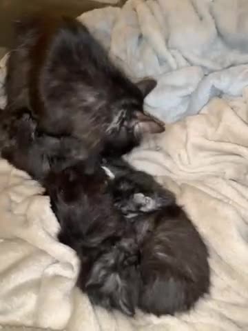 Maine Coon cats for sale: Maine coon kittens  - Video 2