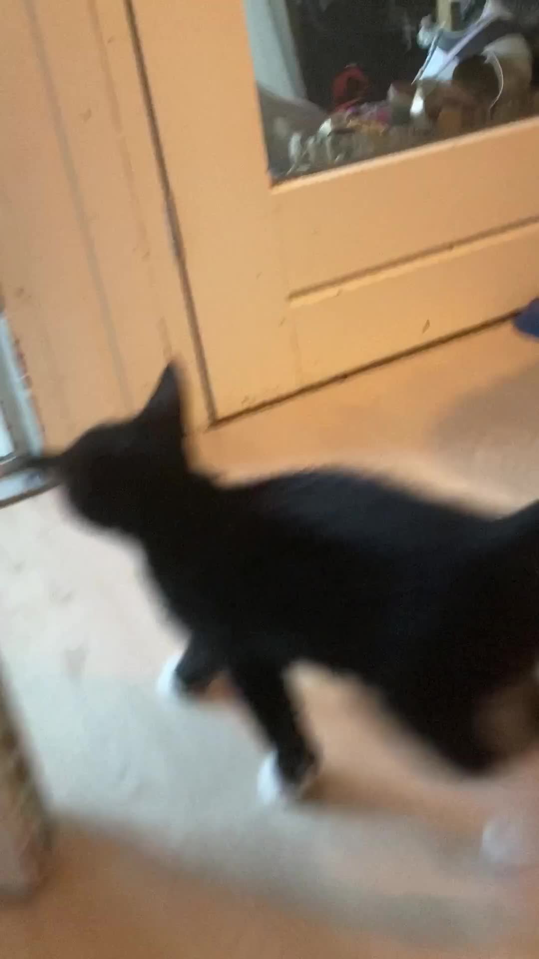 Mixed Breed cats for sale: 4 kittens  - Video 1