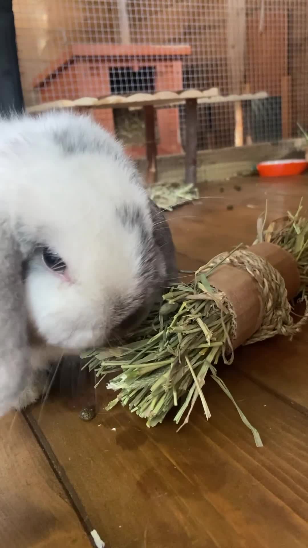 Mini Lop rabbits for sale: Mini Lop Rabbits for sale  - Video 4