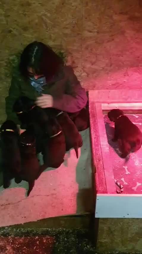 Labrador Retriever dogs for sale: 1 male Labrador puppy - Video 4