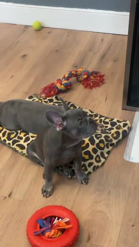 French Bulldog dogs for sale: Reduced Fench bulldogs open to closet offer - Video 2