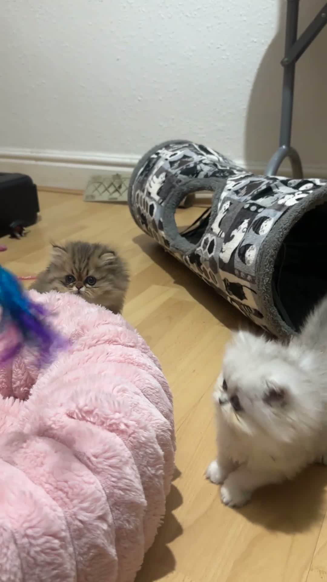 Persian cats for sale: Stunning Persian chinchilla kittens  - Video 2