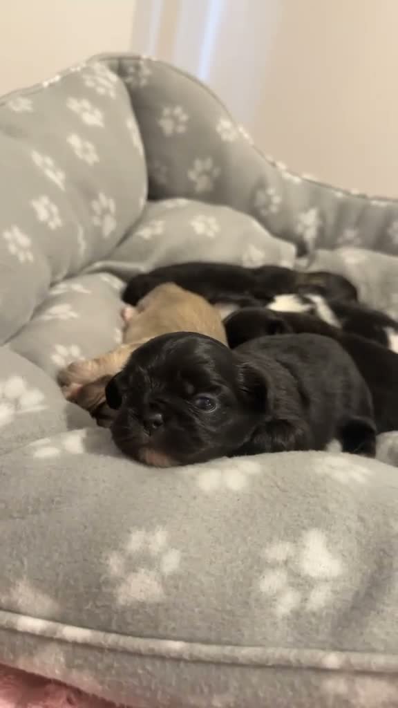 Pekingese dogs for sale: Pekingese puppies - Video 1