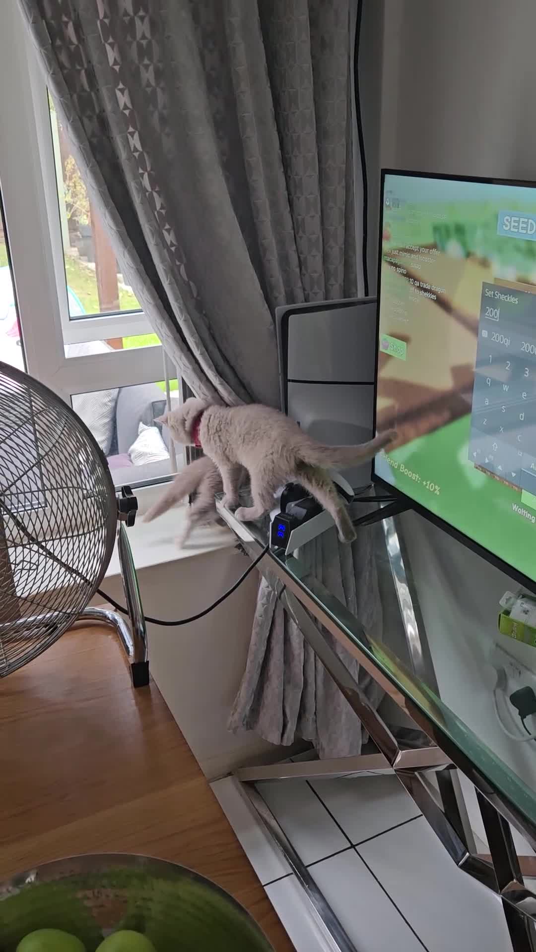 British Shorthair cats for sale: Rare lilac British Short Hair Kitten (Female)  - Video 2