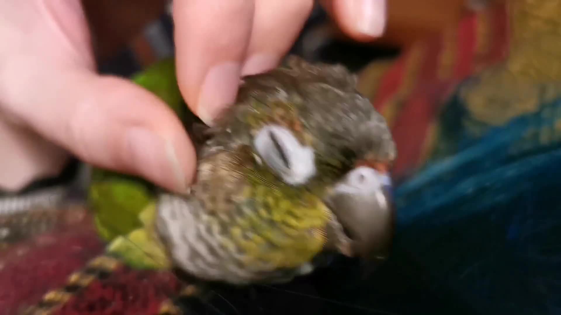 Conures birds for sale: Bertie the 17 year old Female Green Cheek in Driffield - Video 1